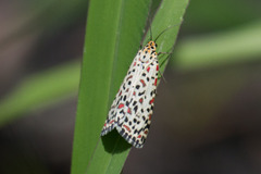Utetheisa lotrix