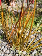 Libertia peregrinans