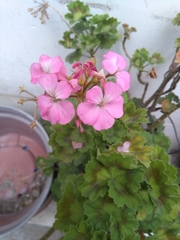 Pelargonium