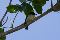 Myzomela jugularis