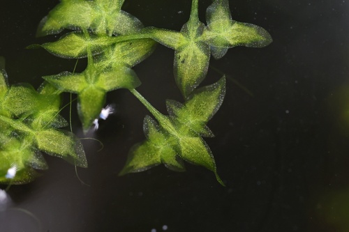 Lemna trisulca iNat (3)
