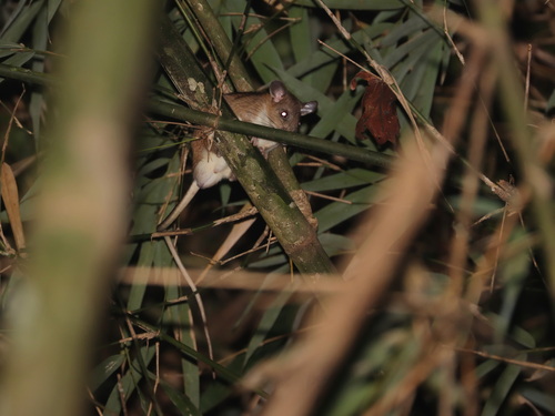 Herbert's Long-tailed Giant Rat (Leopoldamys herberti) — Data Deficient Mammalia