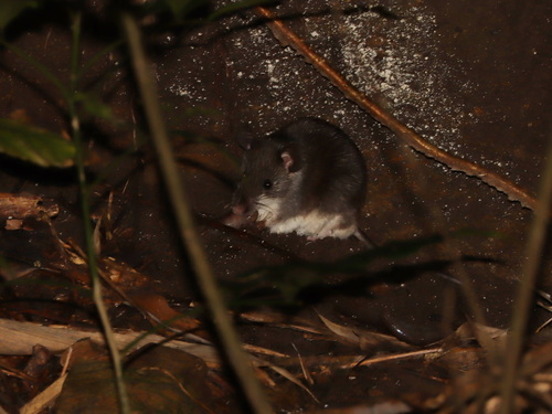 Indochinese Shrew-like Mouse (Mus pahari)