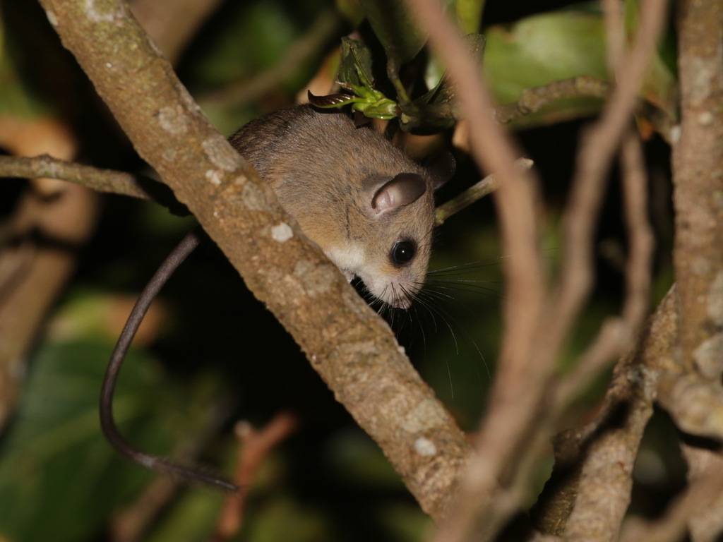 Indomalayan Pencil-tailed Tree Mouse