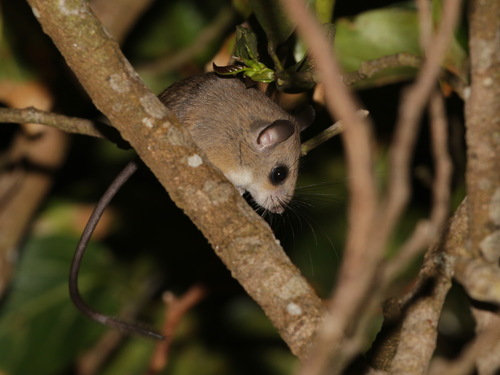 Indomalayan Pencil-tailed Tree Mouse