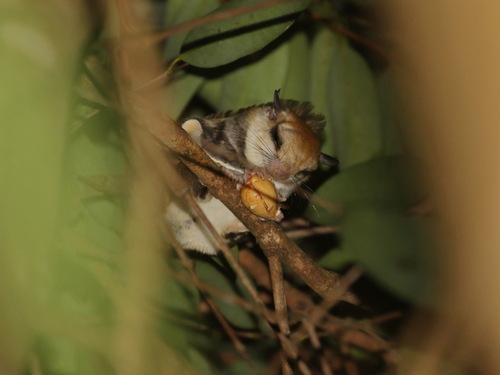 Red-cheeked Flying Squirrel
