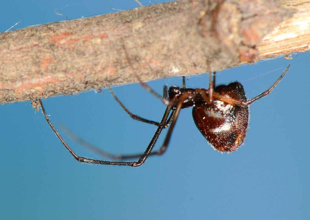 Silver Argyrodes Dew-Drop Spider