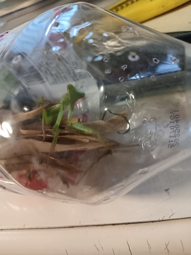 Chinese Reddish Mantis