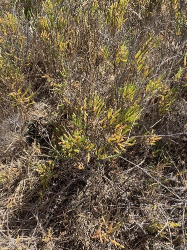 iNaturalist observation photo of Pacific Glasswort