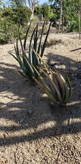 Aloe suzannae