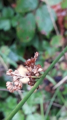 Juncus conglomeratus