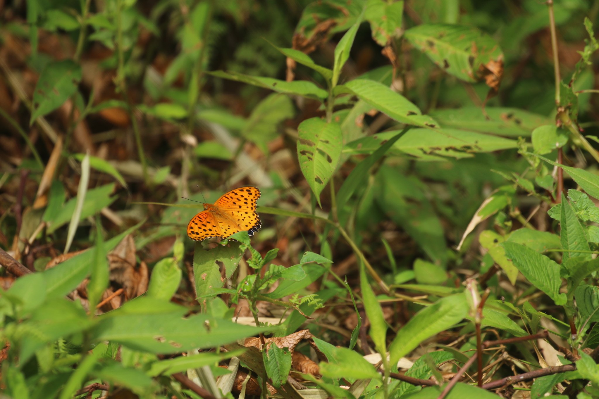 Tropical Fritillary