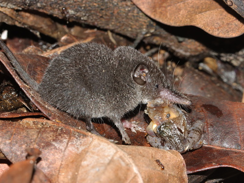 Indochinese Shrew