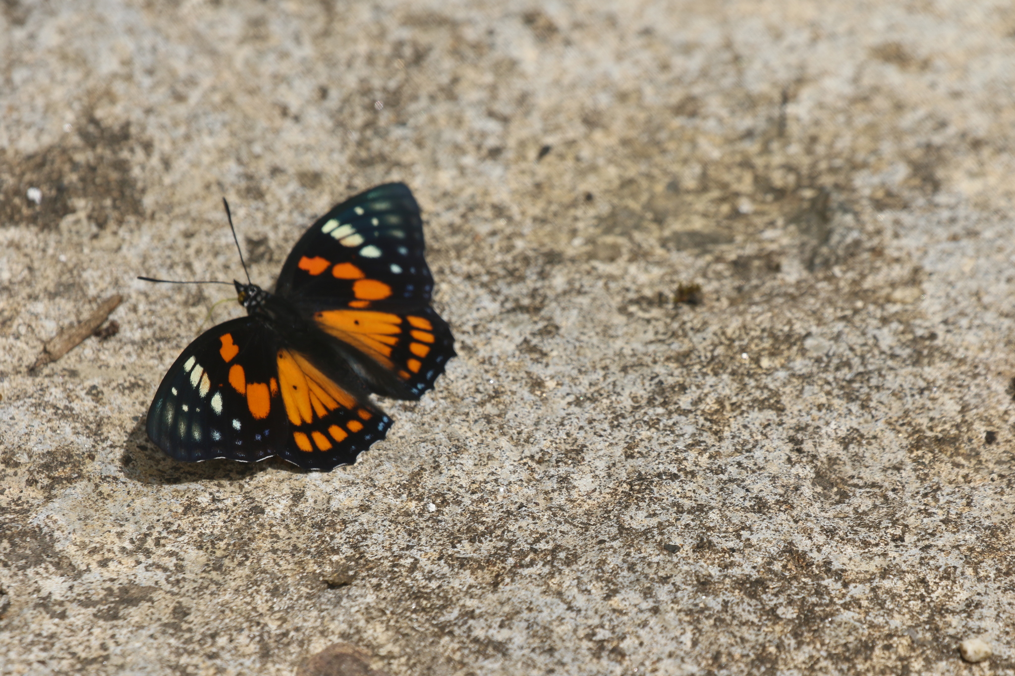 White-Spotted Courtier