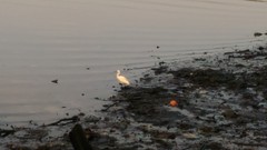Egretta garzetta
