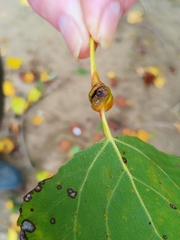 Pemphigus spyrothecae