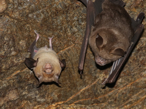 Horsfield's Leaf-nosed Bat