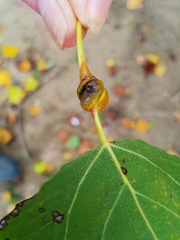 Pemphigus spyrothecae