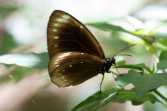 Euploea leucostictos