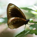 Fijian Crow Butterfly - Photo (c) Mark Rosenstein, some rights reserved (CC BY-NC-SA), uploaded by Mark Rosenstein