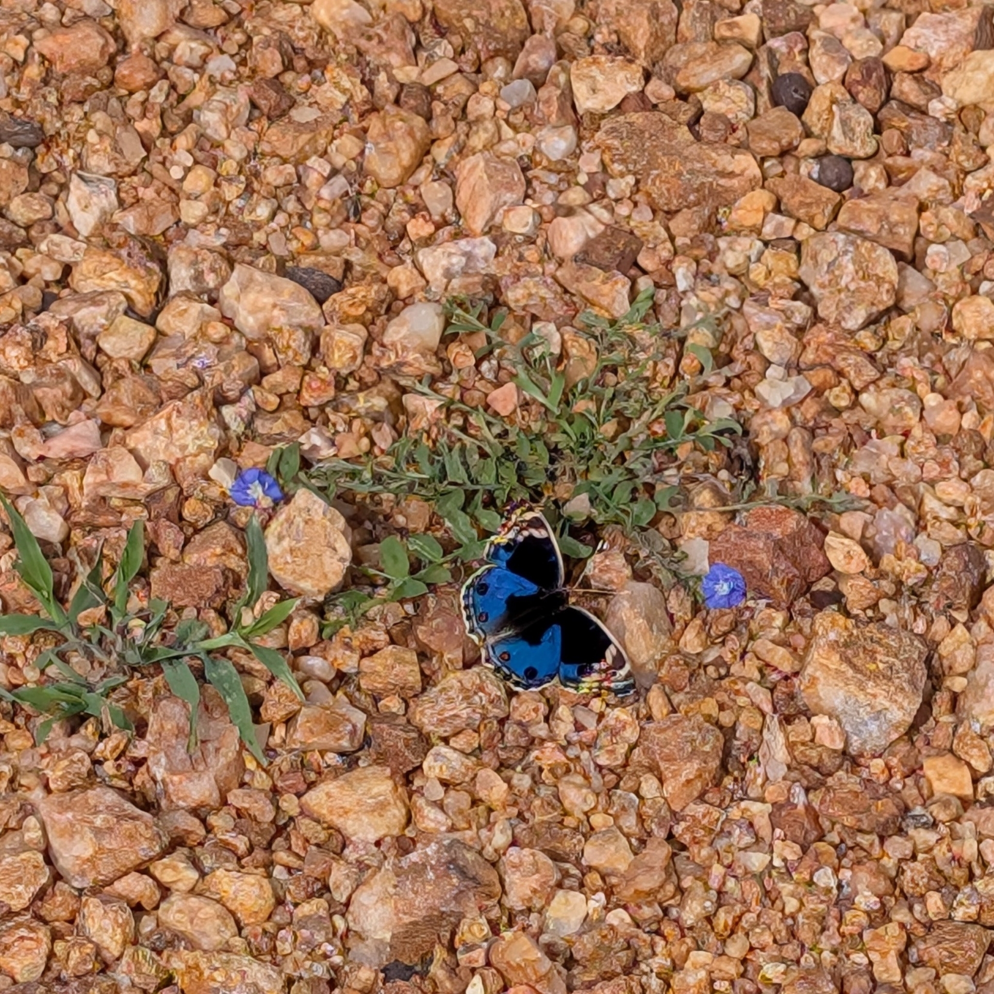 Blue Pansy