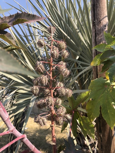 castor bean