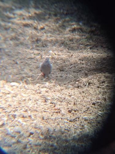 Feral Pigeon
