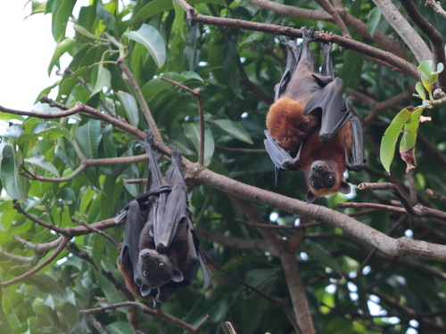 Island Flying Fox (Pteropus hypomelanus)