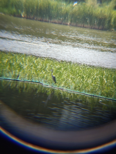 Grey Heron