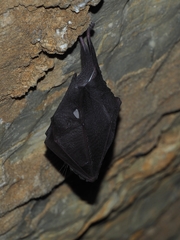 Rhinolophus hipposideros