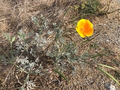 Erysiphe eschscholziae