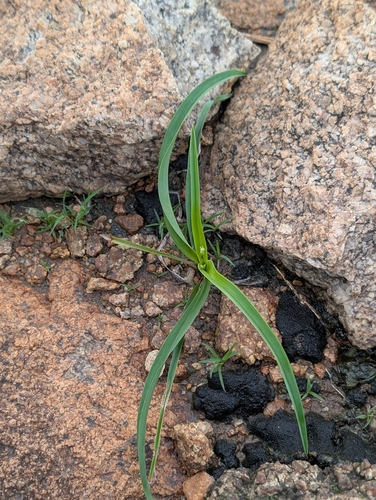 Chlorophytum laxum