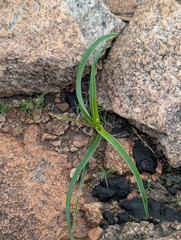 Chlorophytum laxum
