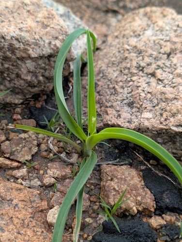 Chlorophytum laxum