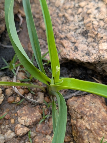 Chlorophytum laxum