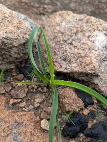 Chlorophytum laxum