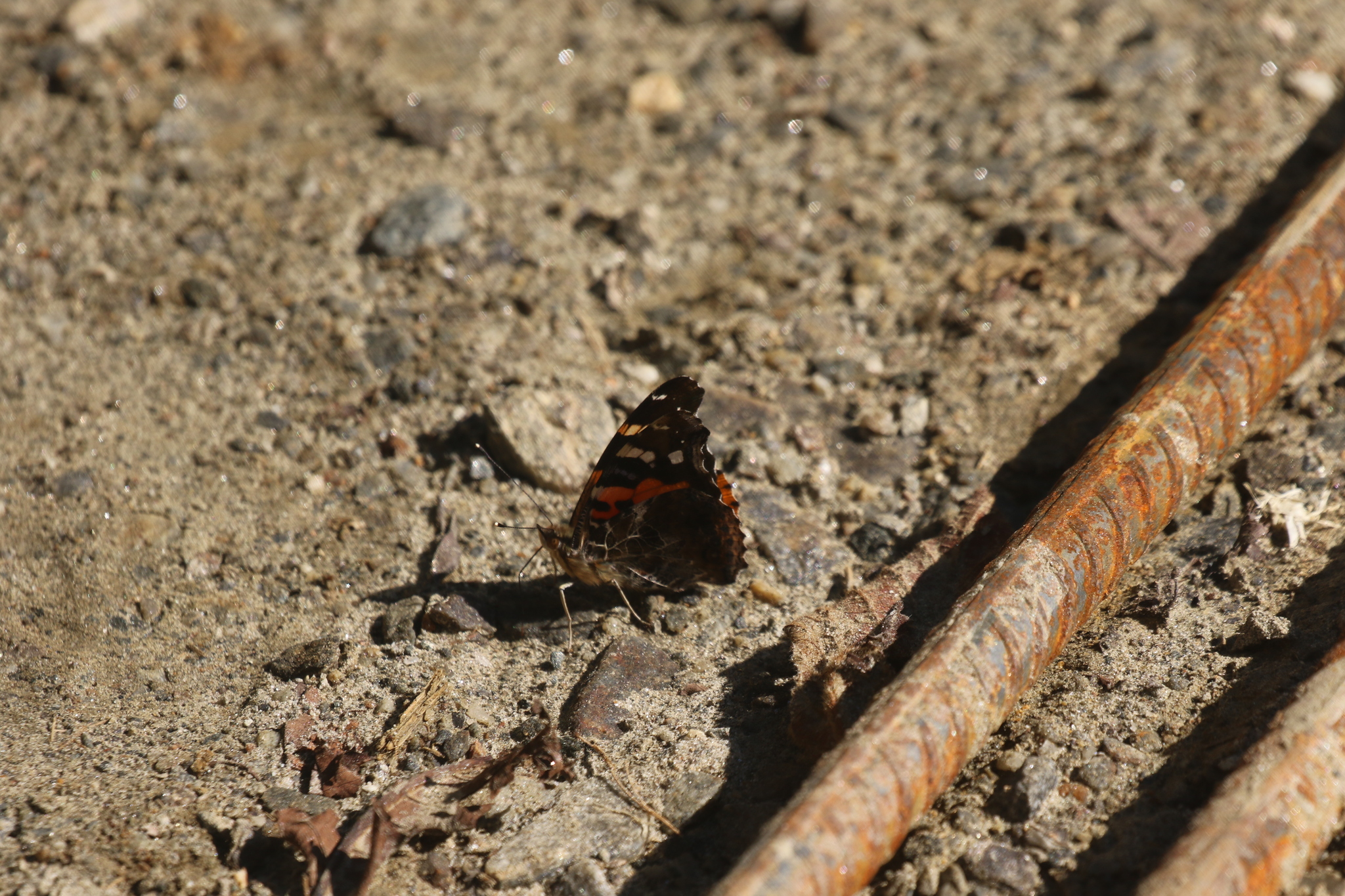 Indian Red Admiral