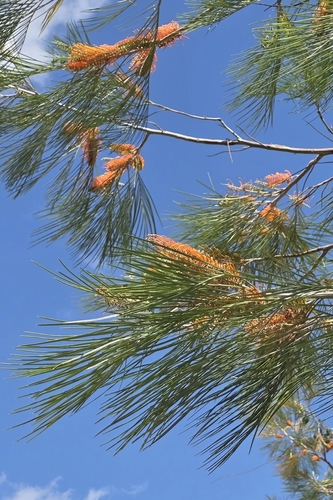 Darwin Silky Oak (Grevillea pteridifolia)