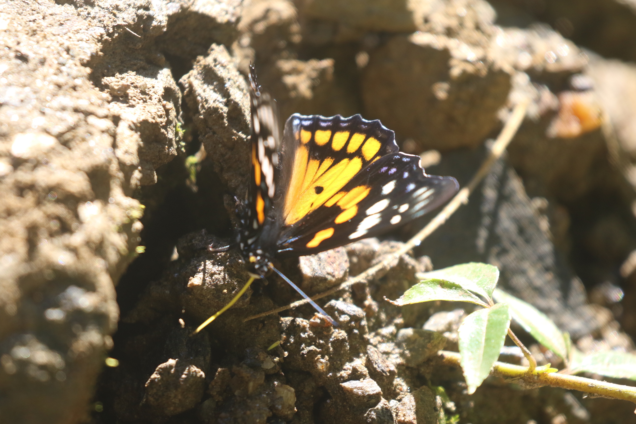 White-Spotted Courtier