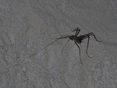 Dolichopoda azami ligustica