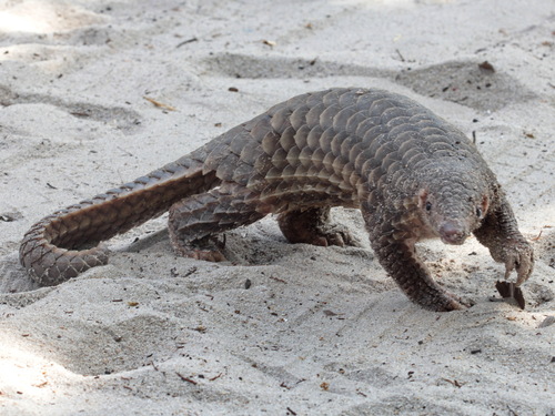 マレーセンザンコウ