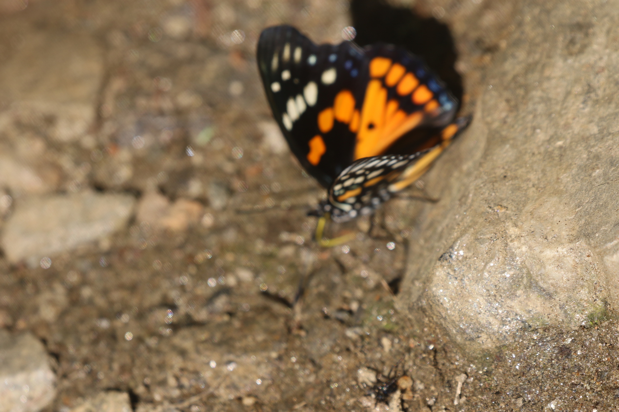 White-Spotted Courtier