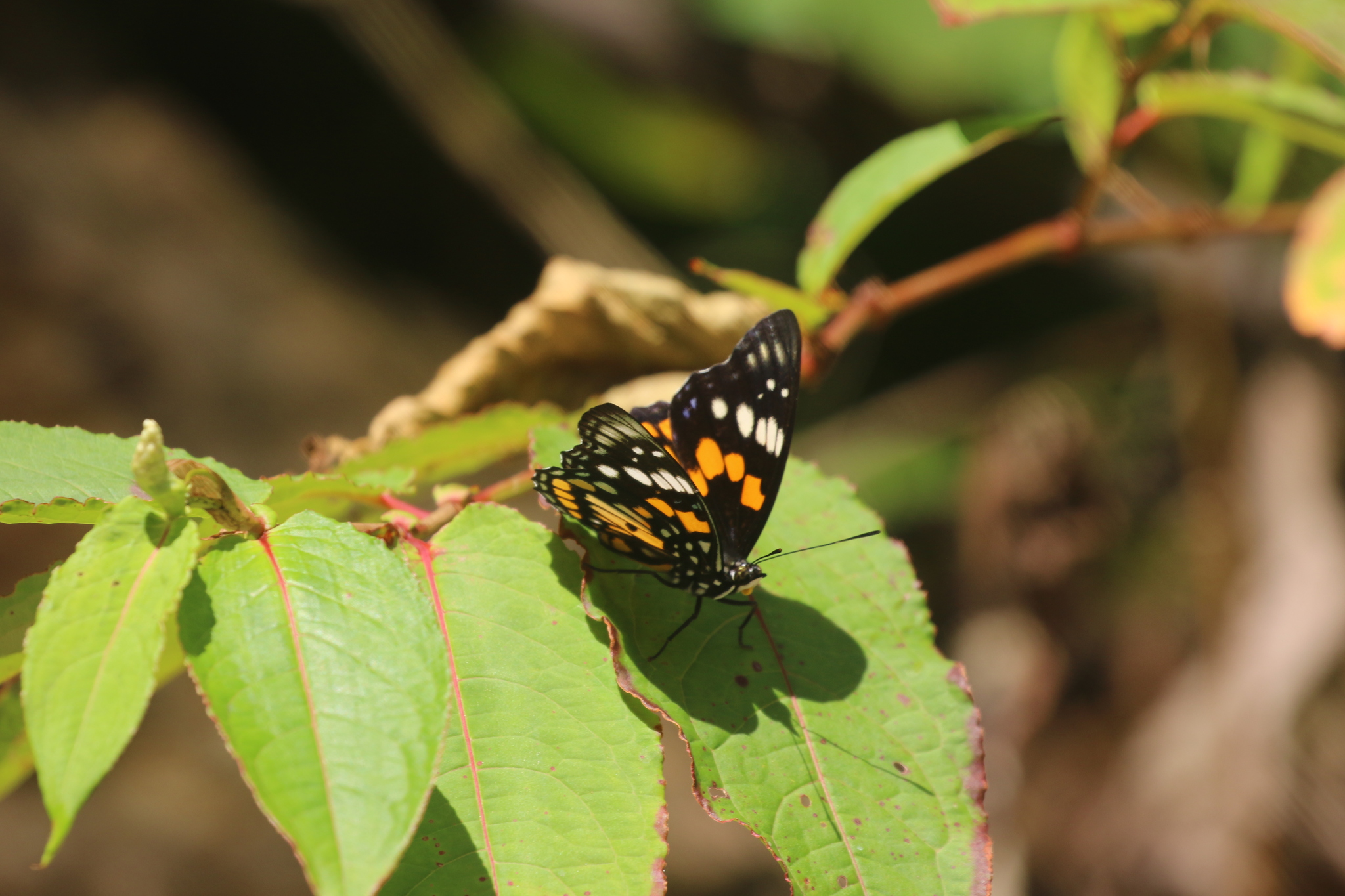White-Spotted Courtier