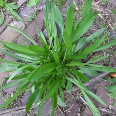 Plantago lanceolata