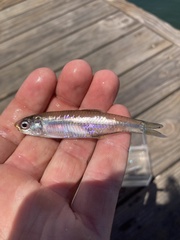 Slough Anchovy photo 1