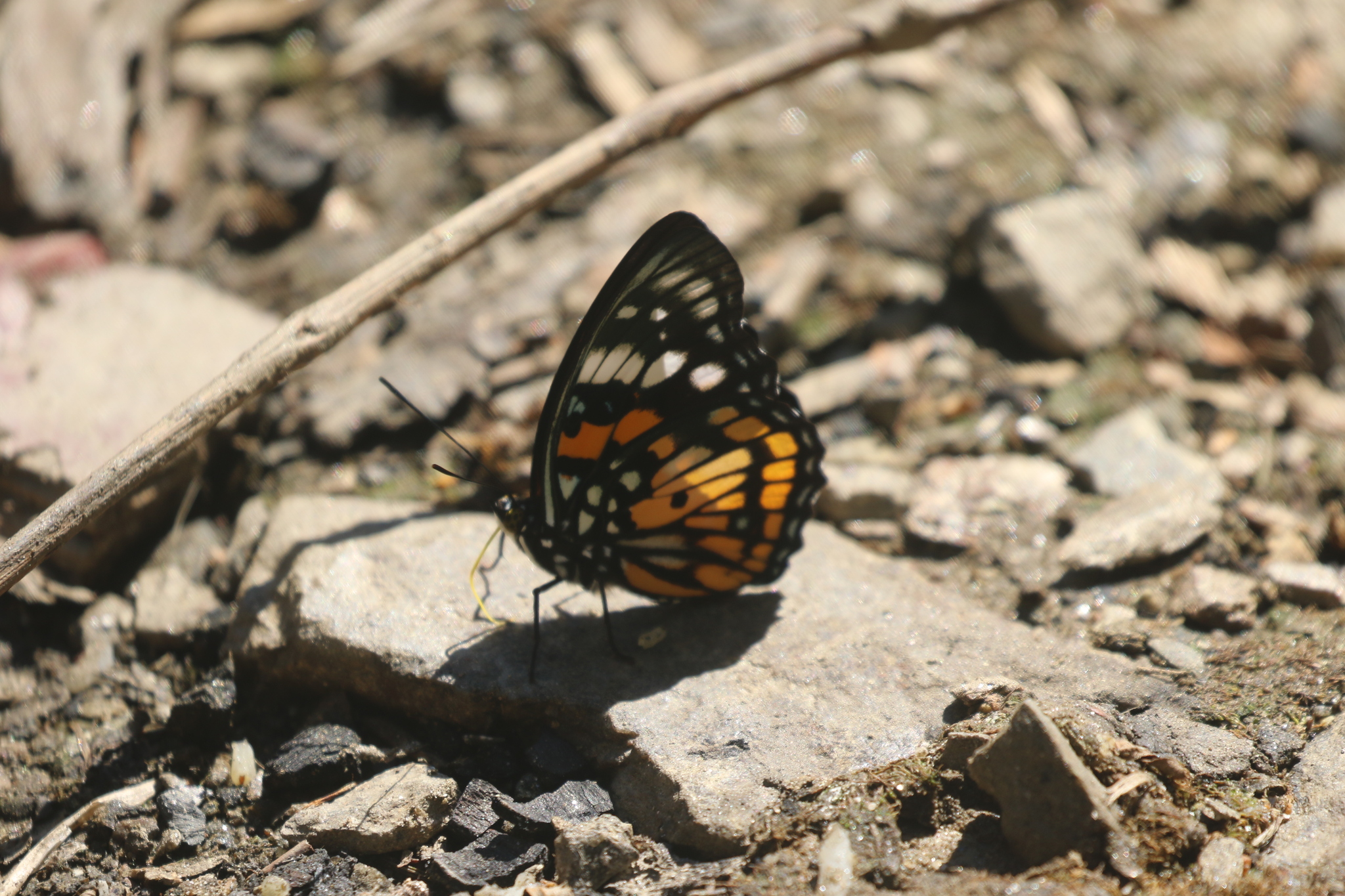 White-Spotted Courtier