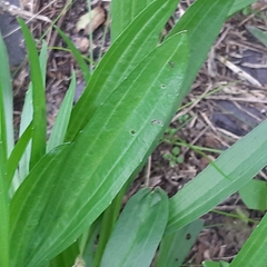Plantago lanceolata