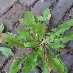 Taraxacum officinale