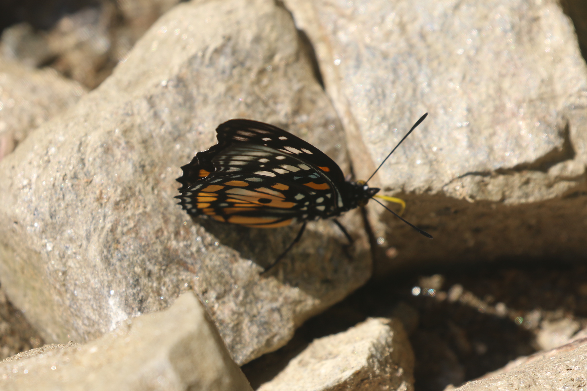 White-Spotted Courtier