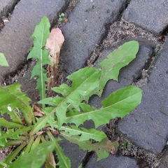 Taraxacum officinale
